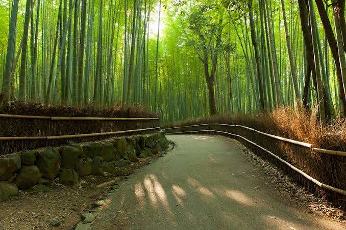 Arashiyama bamboo grove